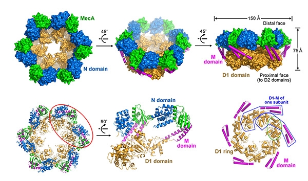 施一公研究组在Nature发表article，报道原核细胞内蛋白酶体调节亚基MecA-ClpC复合物的晶体结构