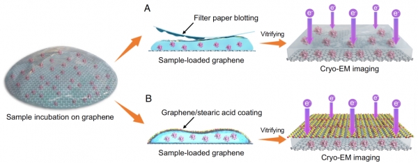 生命学院王宏伟课题组与北京大学彭海琳课题组合作开发石墨烯“三明治”技术用以制备冷冻电镜样品