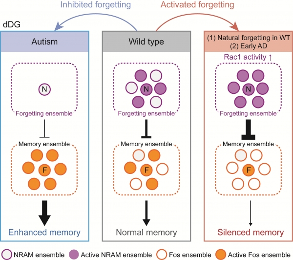 生命学院钟毅团队发现海马体中介导主动遗忘的记忆印迹细胞